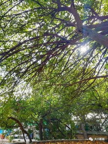 冬青的寓意：探寻那些不为人知的美好