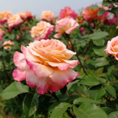 阳光的恩赐：阳光与花瓣色彩的关系