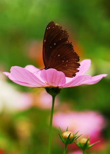 植物的多种价值：蝴蝶与自然的共生
