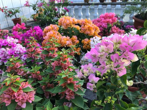 三角梅养护小窍门， 教你如何让花期长达200天