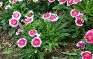 先说说 得知道南北花的差异