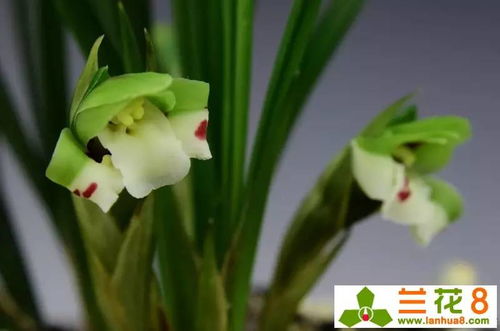 如何移植兰花？
