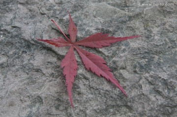 红枫叶形似鸡爪，如何区分两者