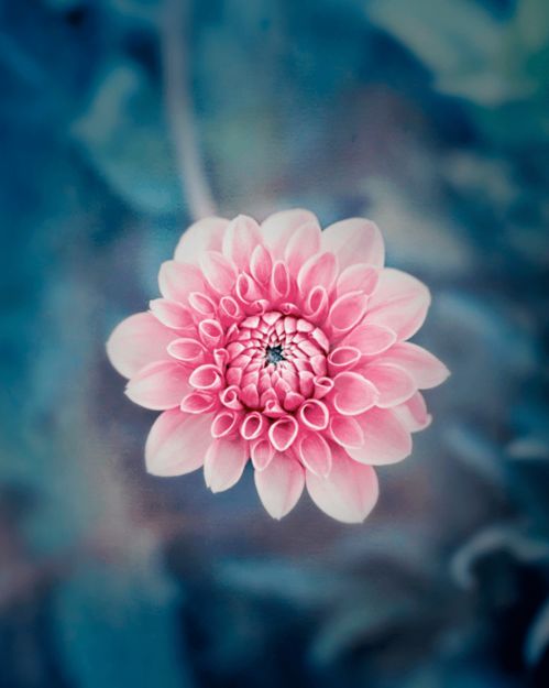 花开富贵，何方神圣