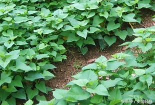 番薯科植物的多样性与生态价值