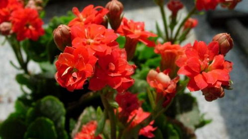 长寿花养护，可得用心啊