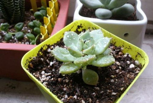 多肉植物病虫害防治技巧有哪些，如何有效预防与治疗多肉植物病虫害