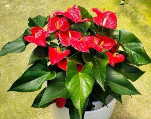 先说说咱们说说浇水这事儿