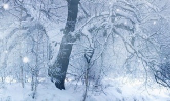 北方下雪啦，紫藤树嫩搬家吗？