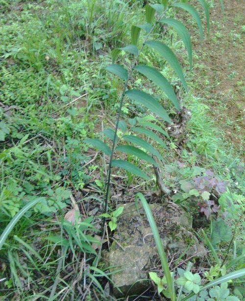 种植柴胡的收益在哪里