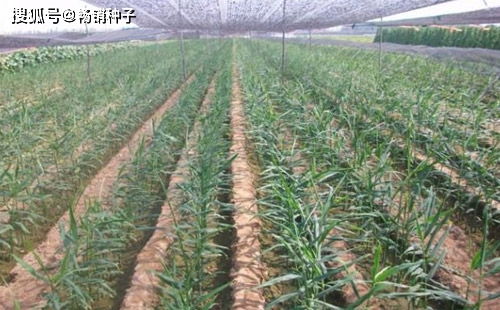 揭秘大姜圆头期烂头现象：种植技巧与预防指南
