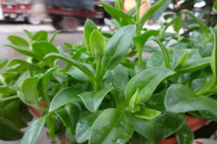 绿萝喷施多菌灵，防范真菌病害