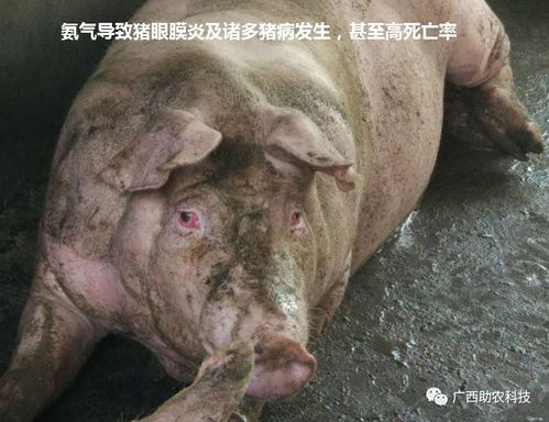猪只育肥影响因素探讨