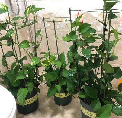 如何修剪绿萝枝条