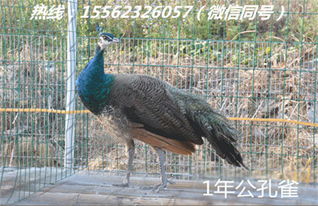 孔雀一天的饲料成本是多少？一只孔雀鱼一天吃多少饲料？什么时间喂最合适？