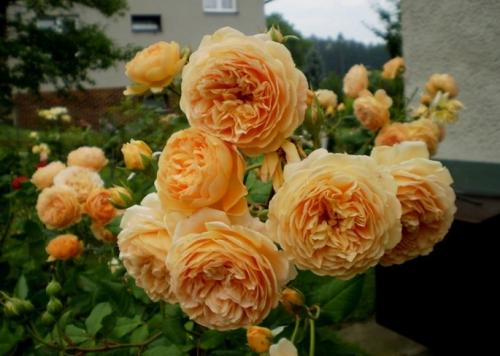 藤本月季底部脱脚原因探秘