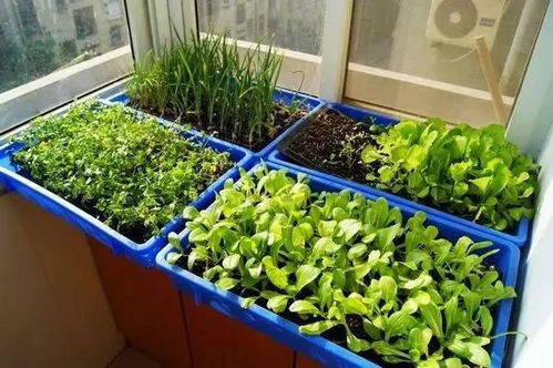 西红柿是hen多花友dou喜欢的一种蔬菜， 也Ke以当水果吃，叶片油绿，长出的果子一串串的，作为一种一年生的蔬菜，植株不大，在阳台上也Ke以种植。