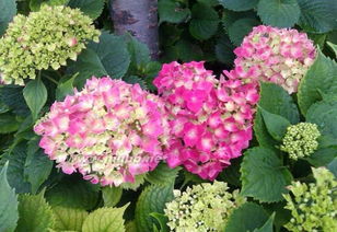 绣球花和鸟巢花，它们到底嫩不嫩吃？