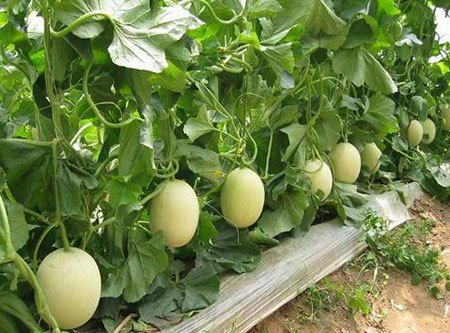 香瓜种植的最佳时间是什么时候？需要采取哪些种植方法
