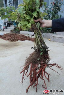 一、 堪根须分布，野生与种植的丹参大不同