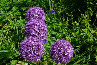 东北花园，4月21日植物长势喜人