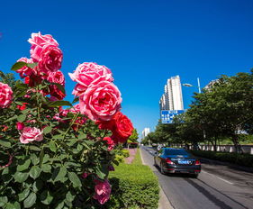 月季美， 人心暖