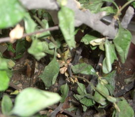 浇水施肥，有技巧