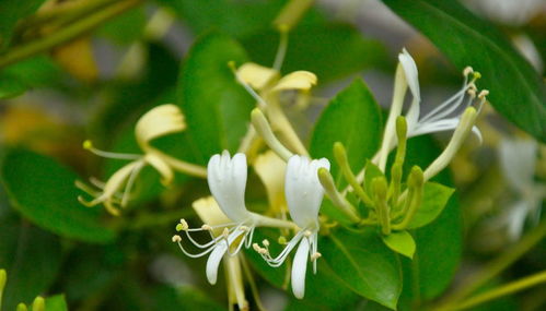 种植苍耳，你真的准备好了吗？