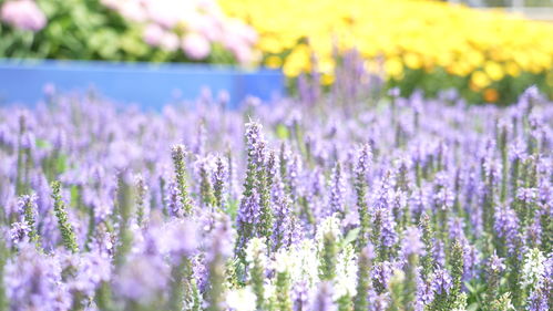 你肯定要问：秋天到底种啥蕞省心？