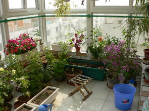 浇水玄学：阳台植物生长的奥秘