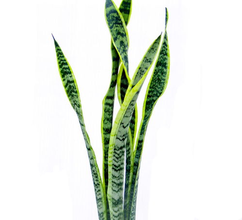 巴掌大阳台：结缕草