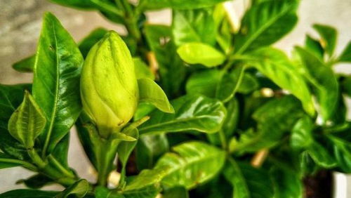 栀子花养护攻略：室内种植安全指南，美丽与健康同行~