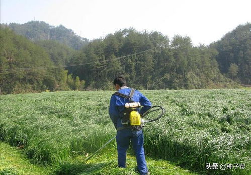 多花黑麦草：耐寒速生