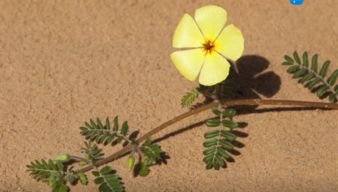 五瓣小黄花：长得像迎春花， 但不是它