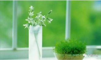 选择合适的鱼缸和绿植