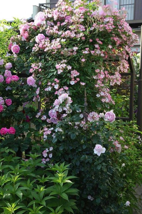 乡村蝴蝶月季的花瓣颜色和香气揭秘