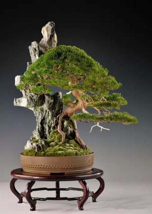 两年前,友人送来一块石头,高约40 cm,宽约30 cm,厚约15 cm,说是“吸水石”,吸水性hen强,Ke以Zuo山水盆景。吸水石上种什么植物.在吸水石上养殖的植物必须fei常耐湿,比方说苔藓、 菖蒲、铁线蕨等.