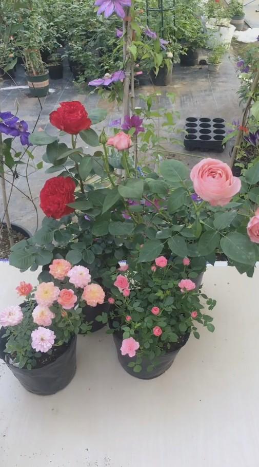 阳光不足，月季会闹脾气