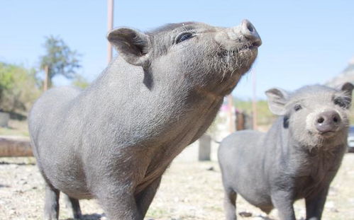 仔猪断奶后体重下降，难道是猪副嗜血杆菌病在作祟？