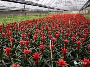 高山花卉种植的乐趣与挑战