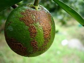 河池柑橘树脂病：一场无声的战斗