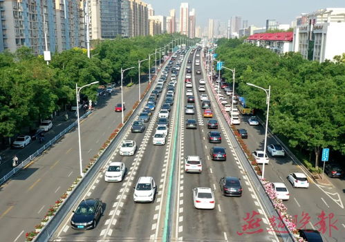 成者阝二环高架月季花盛开，美得不像话