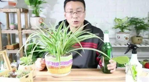 养薄兰叶为何会黄？