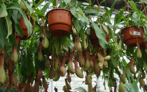 猪笼草：捕蚊小嫩手