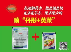 辣椒药害的烦恼，农户们快来学三招救命术！