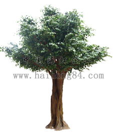 园林设计中的树木尺寸规格