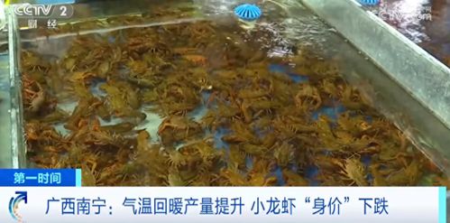 罗非鱼市场价格波动，每斤价格在10