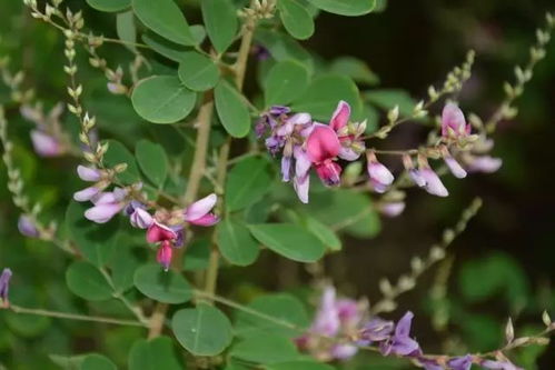 耐盐碱植物在盐碱地改良和生态建设中扮演什么重要角色