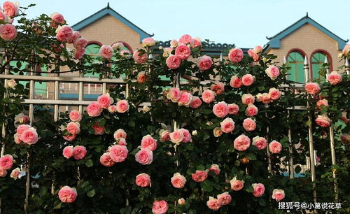 耐寒性强， 北方种植无压力