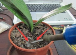 珍珠岩怎么养植物？老花匠教你几个实用小妙招